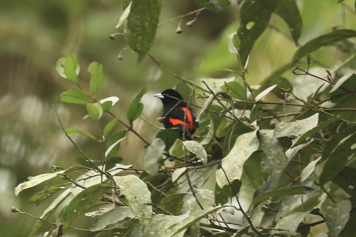 Flame-rumped Tanager (Flame-rumped) - ML626776353