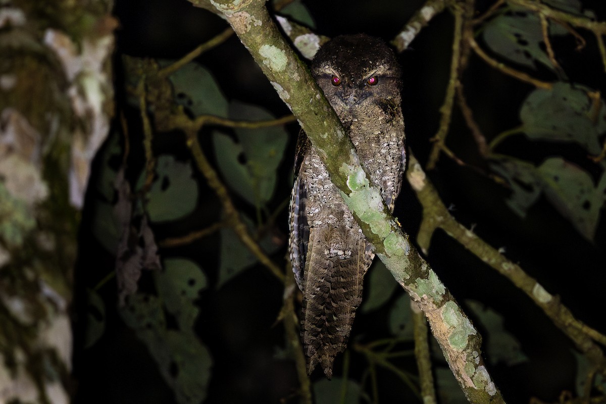 Marbled Frogmouth - ML626776377