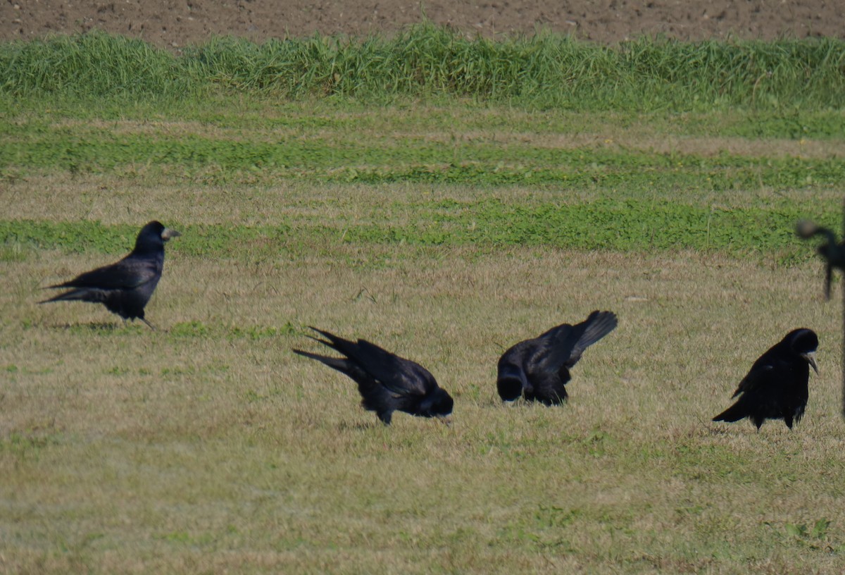 Rook - ML626776433