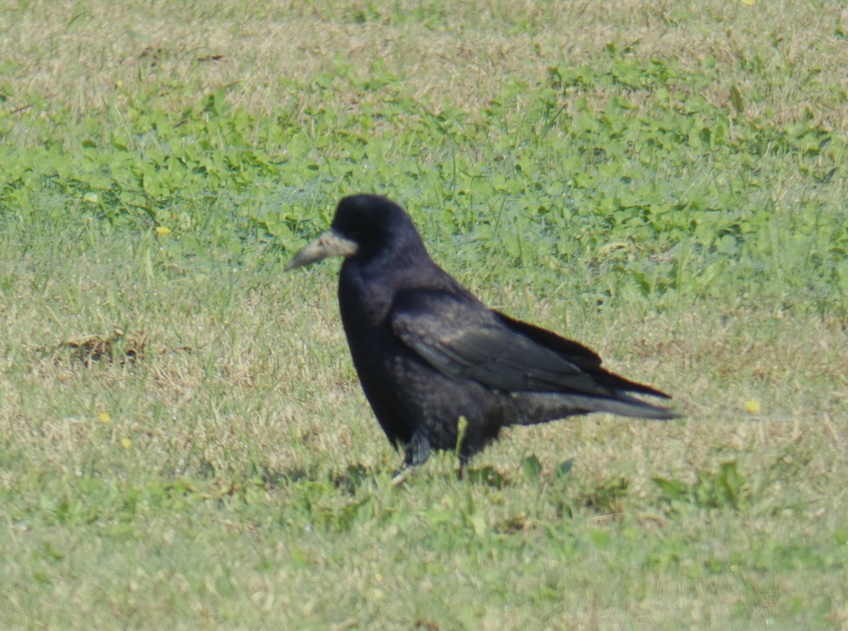 Rook - ML626776444