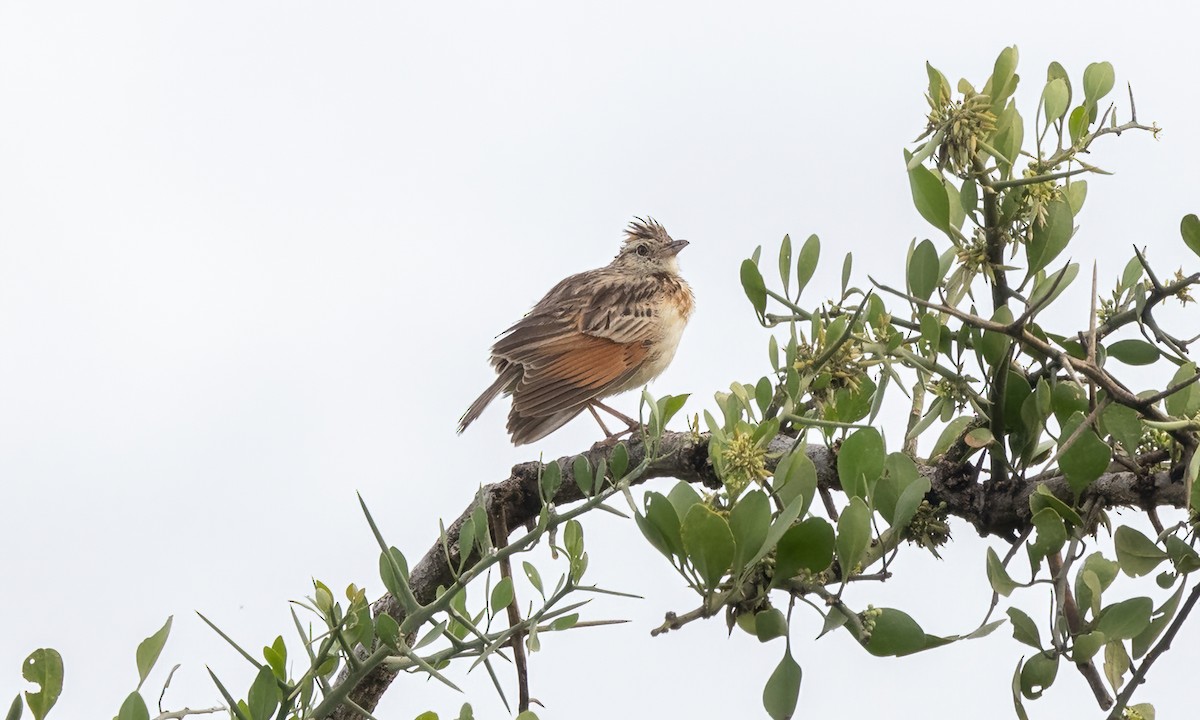 Rufous-naped Lark (Serengeti) - ML626776539