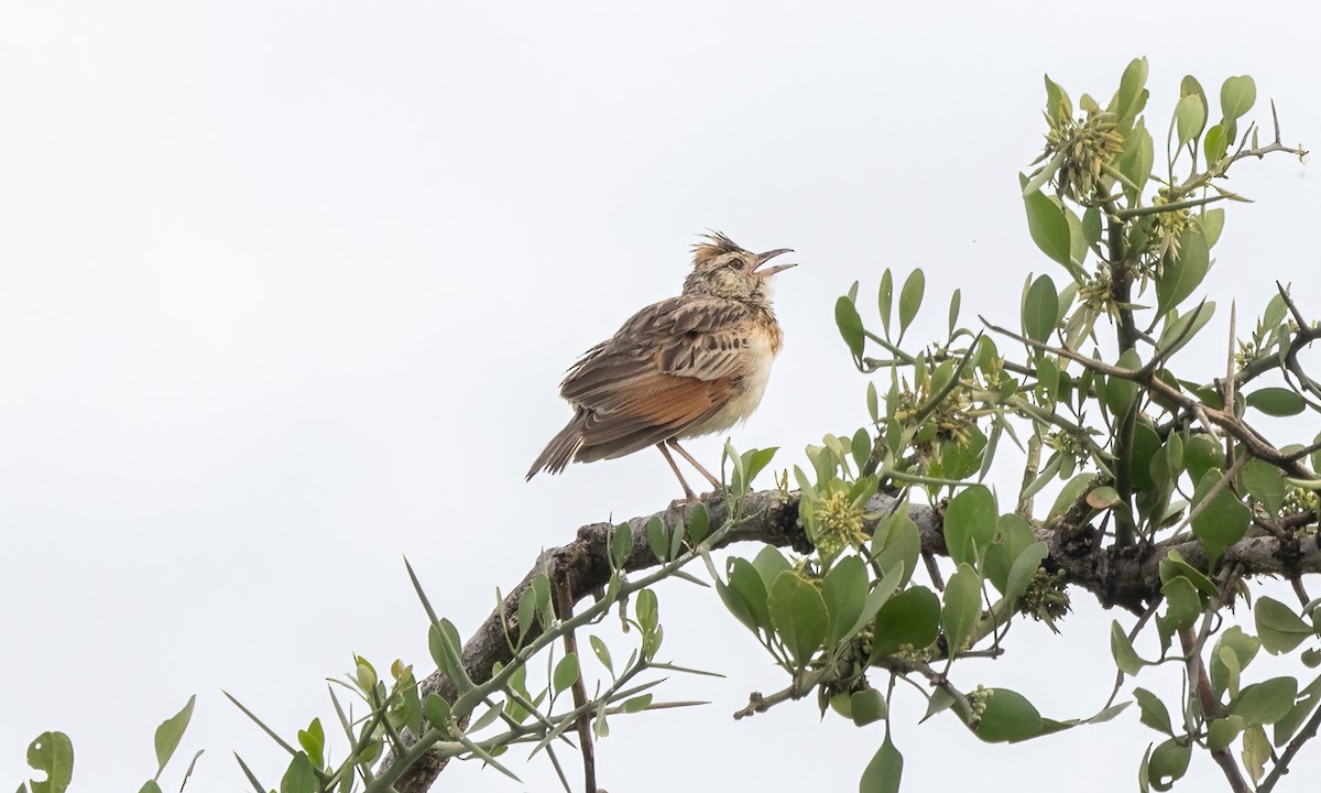 Rufous-naped Lark (Serengeti) - ML626776540