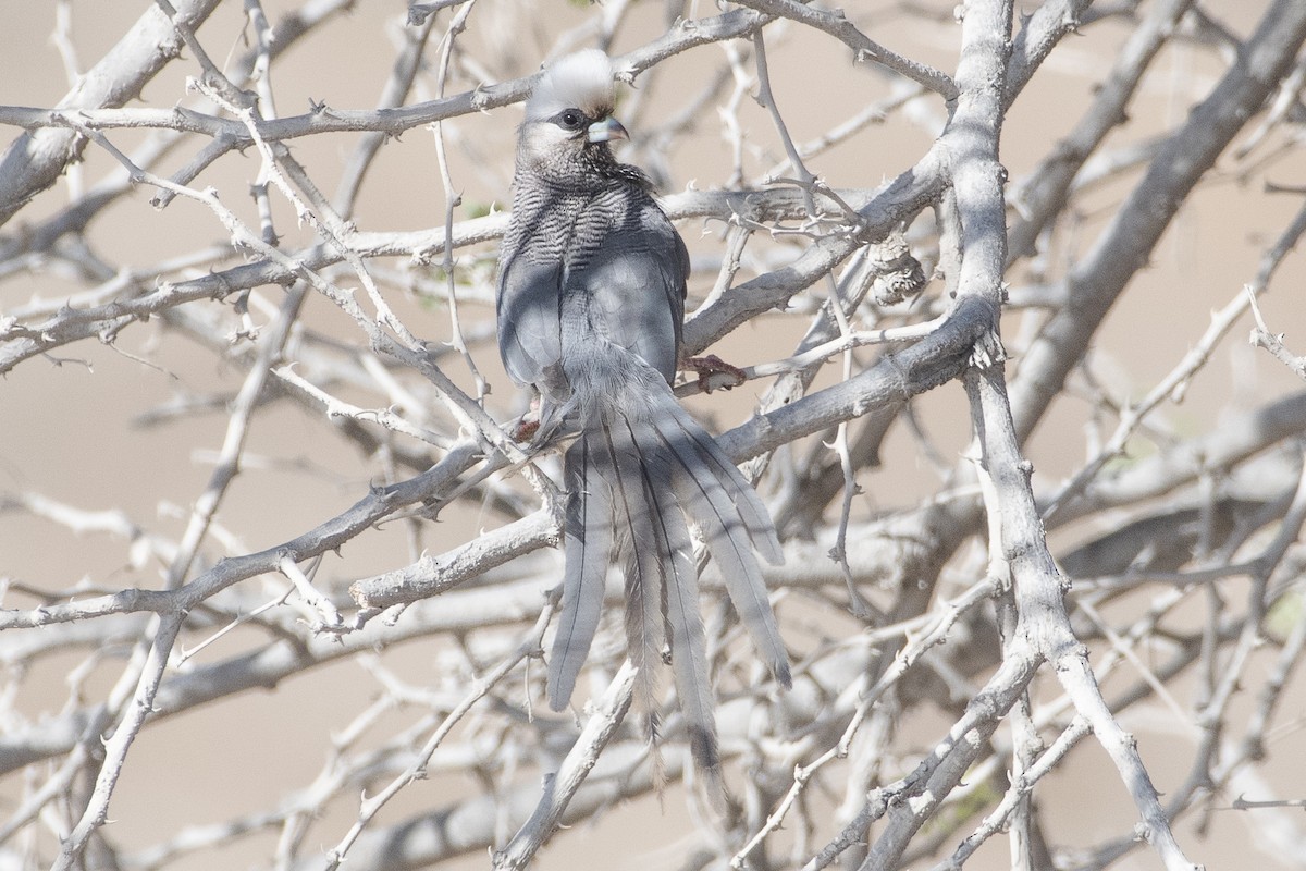 White-headed Mousebird - ML626776601