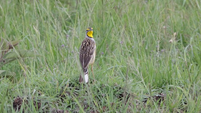 Yellow-throated Longclaw - ML626776696