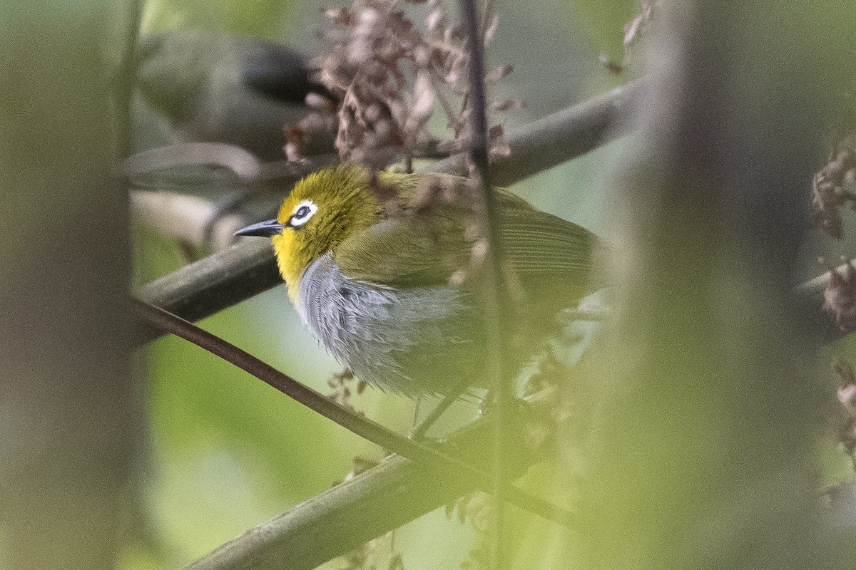 South Pare White-eye - ML626776706