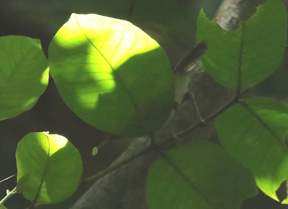Dark-necked Tailorbird - ML626776731