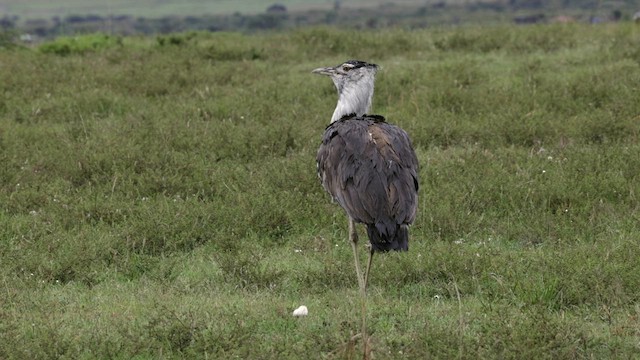 Kori Bustard - ML626776846