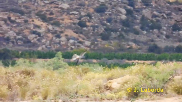 Нугын хулд - ML626776955