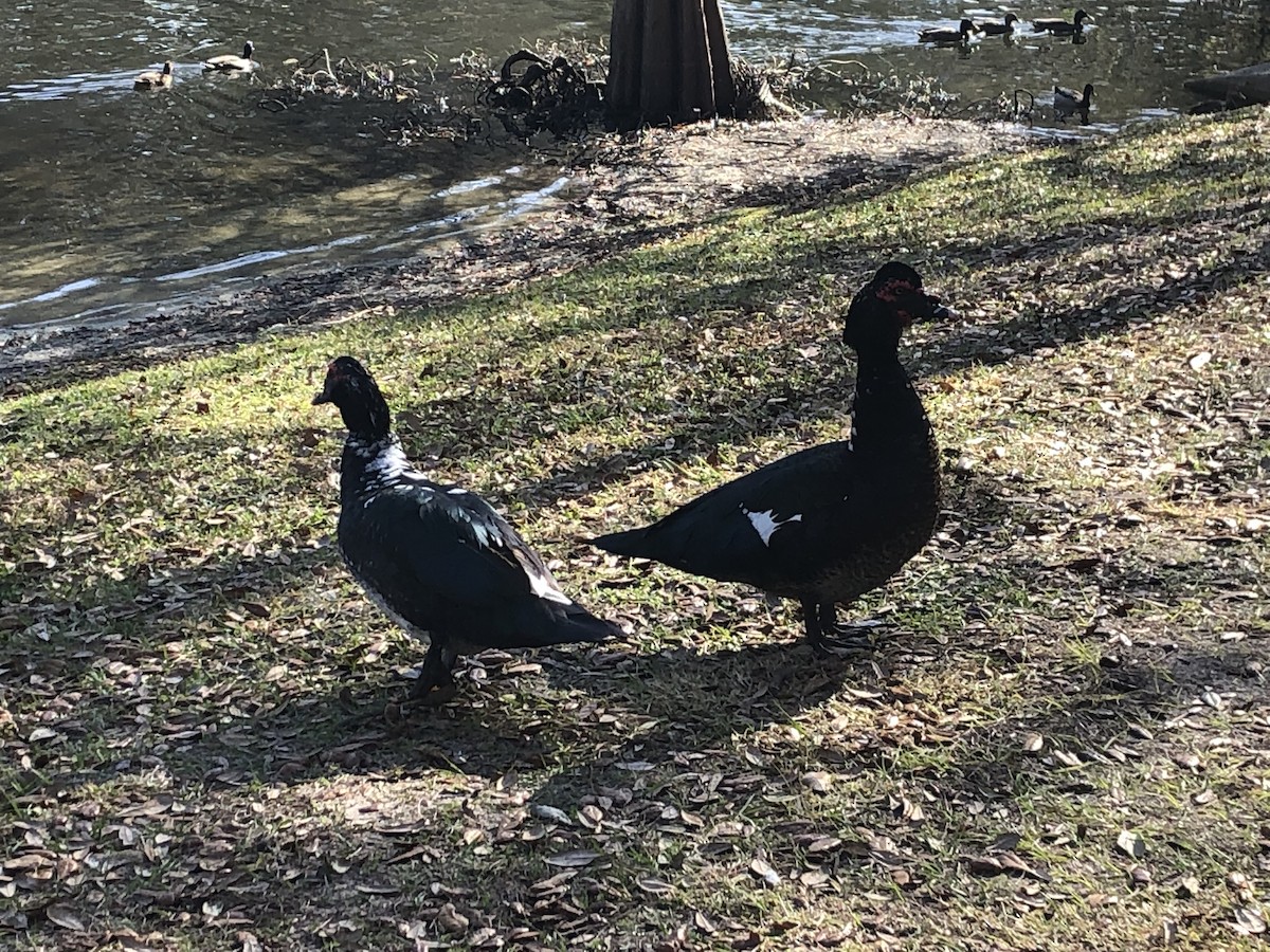 Canard musqué (forme domestique) - ML626776980