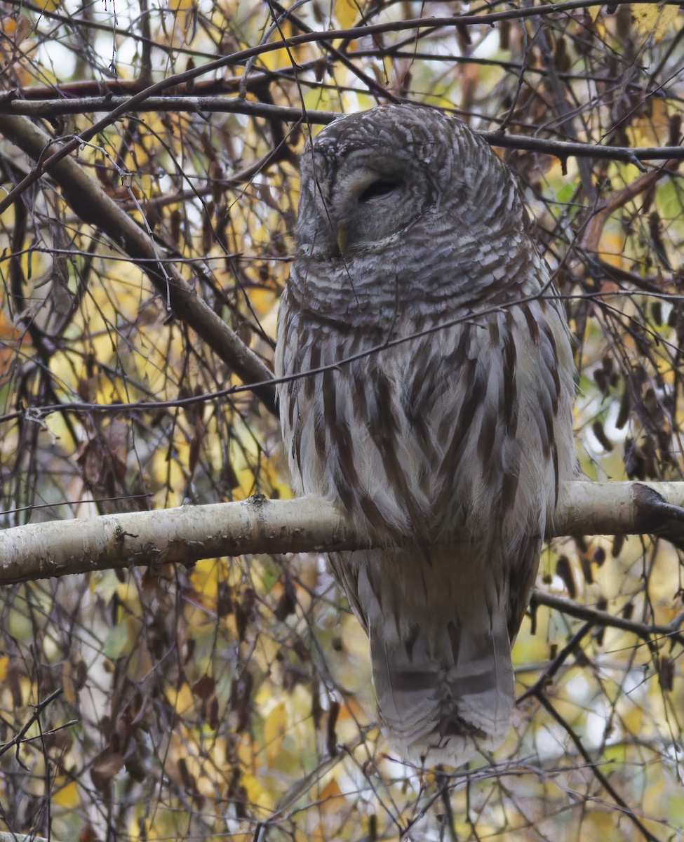 Barred Owl - ML626777115