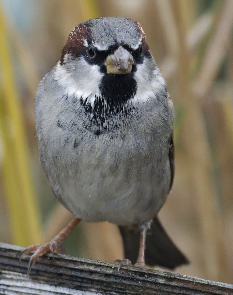 Black-capped Chickadee - ML626777120