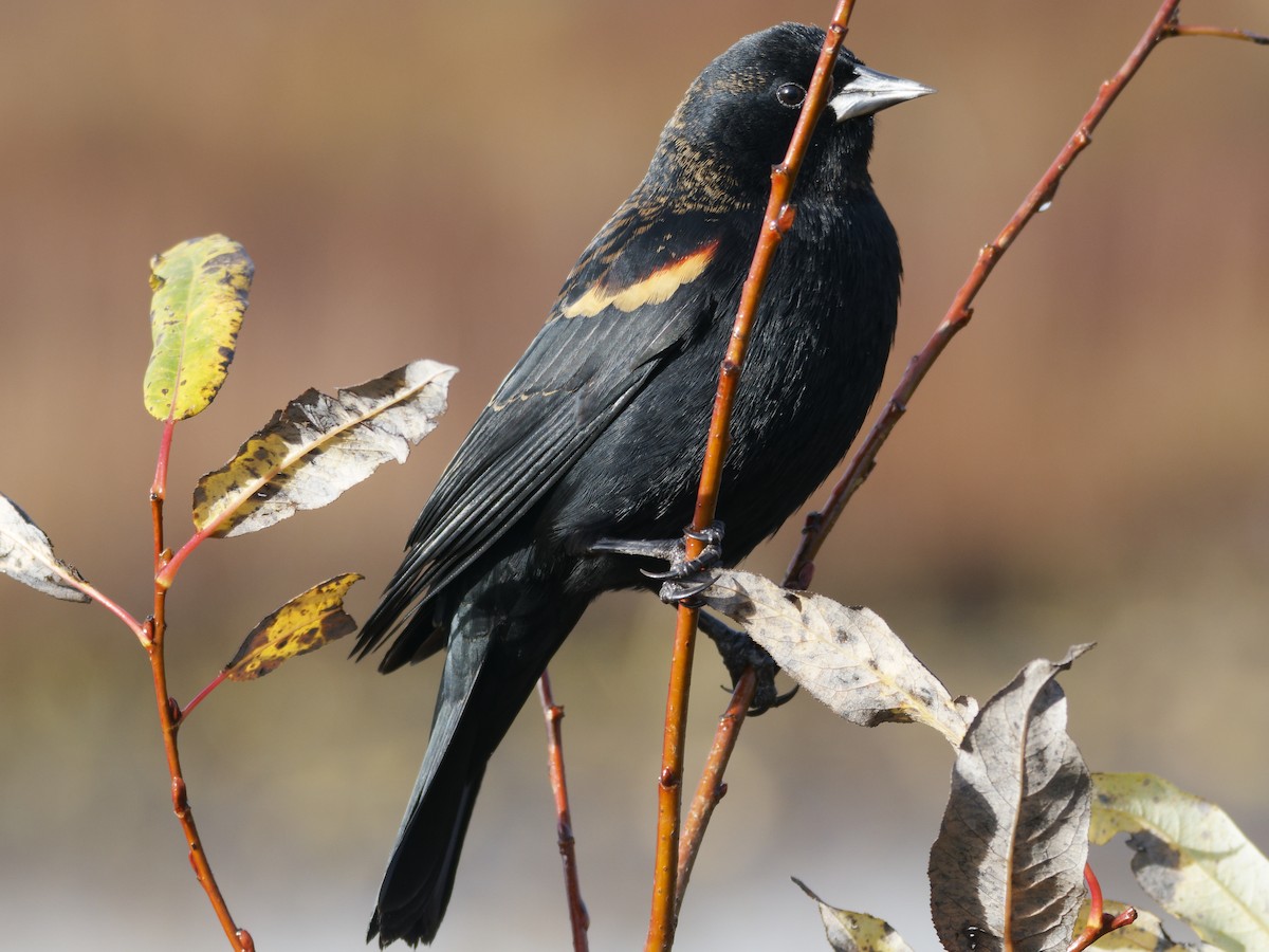 Red-winged Blackbird - ML626777144