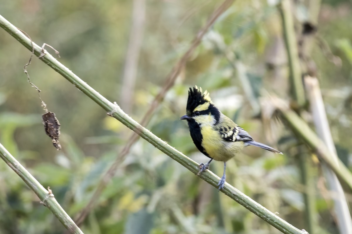 Himalayan Black-lored Tit - ML626777160