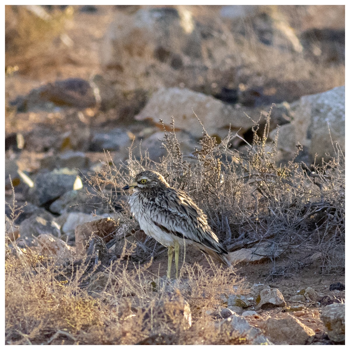 Eurasian Thick-knee - ML626777258