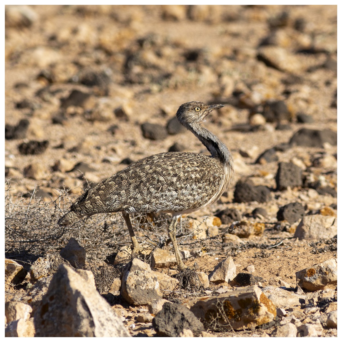 African Houbara (Canary Is.) - ML626777259
