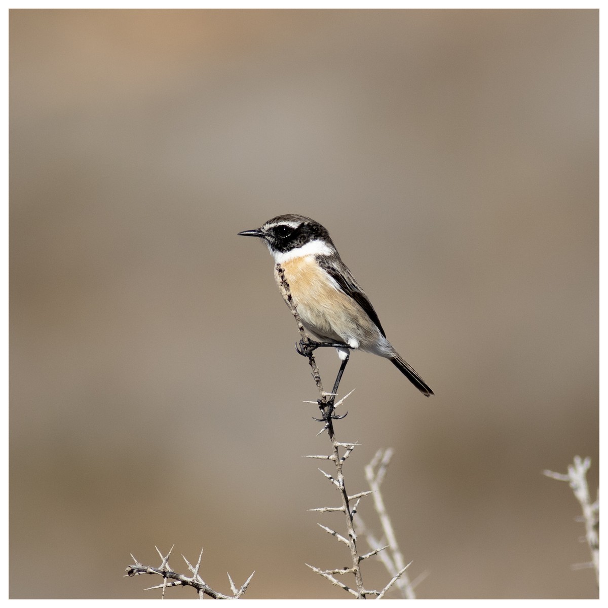Fuerteventura Stonechat - ML626777288