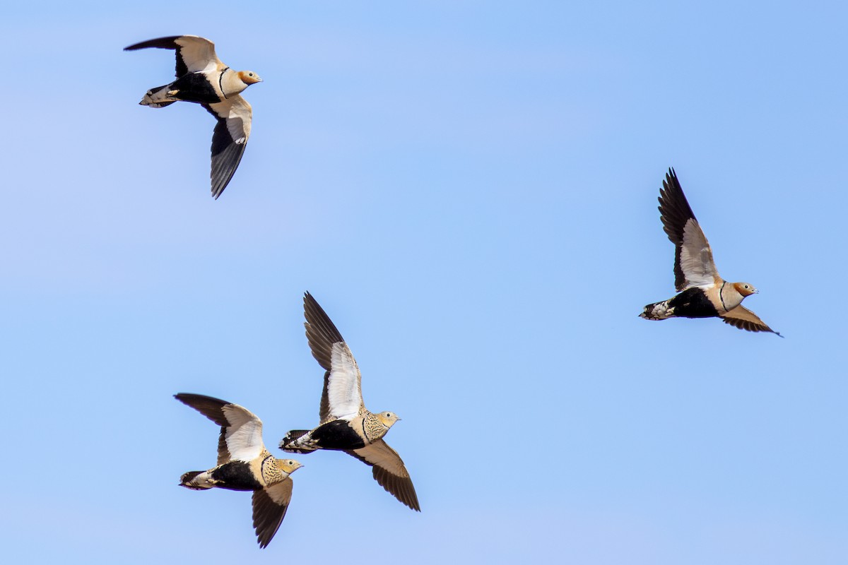 Black-bellied Sandgrouse - ML626777302