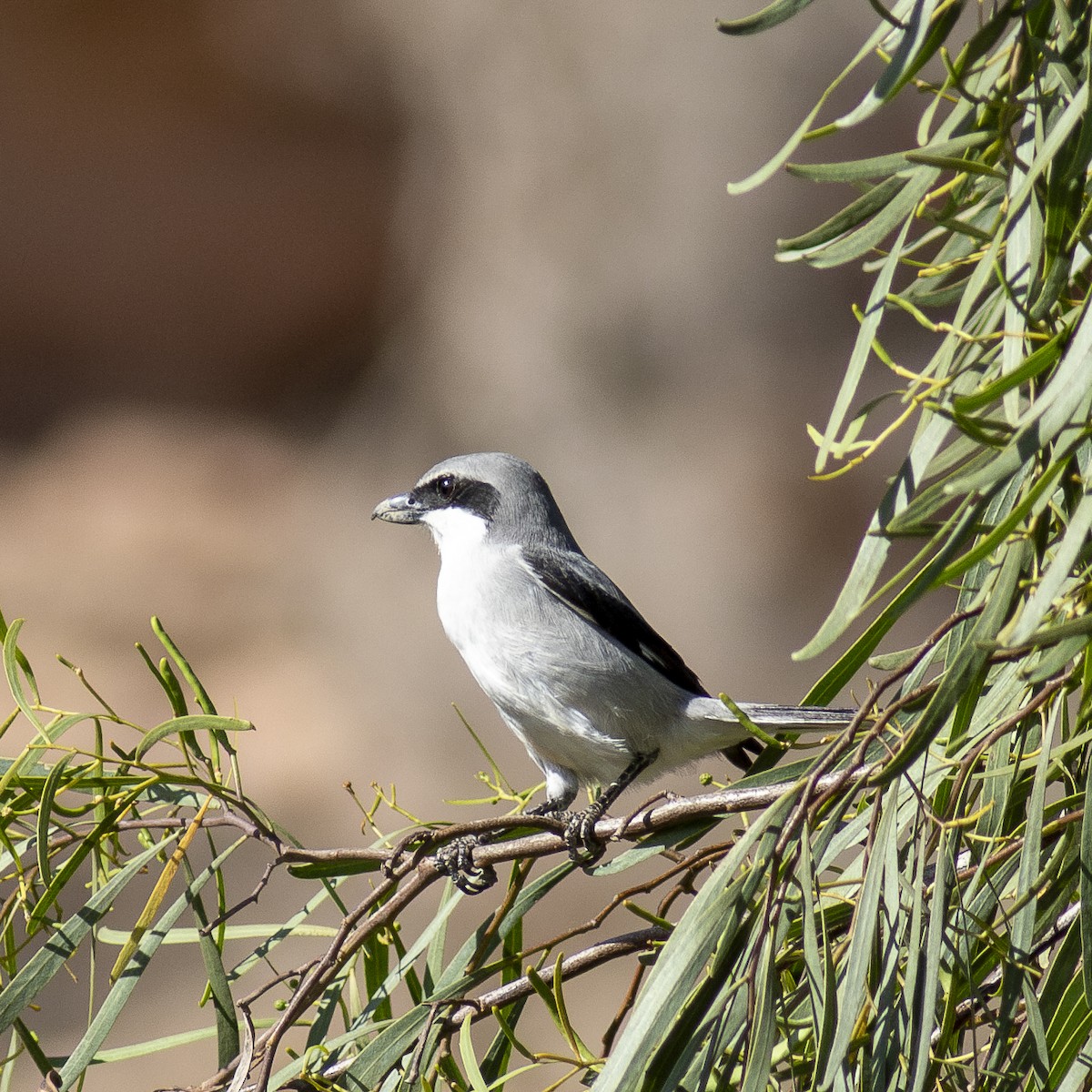 Great Gray Shrike - ML626777347