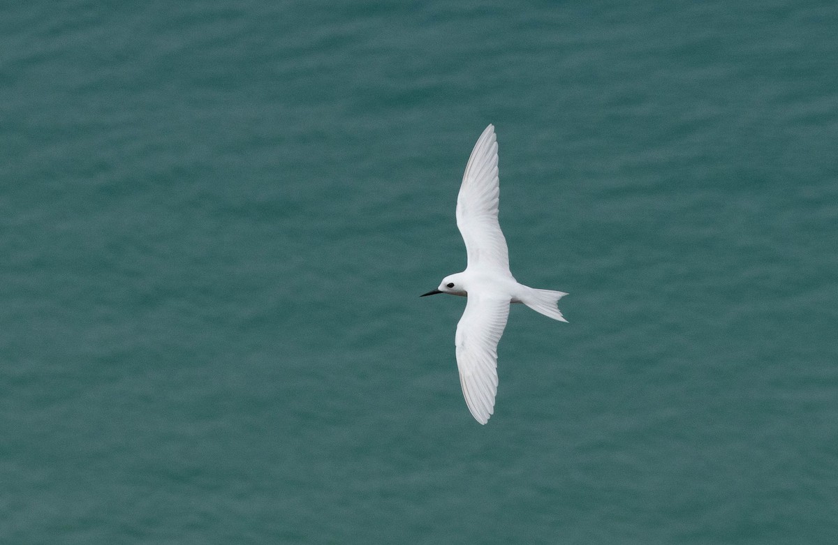 nody bělostný - ML626777358