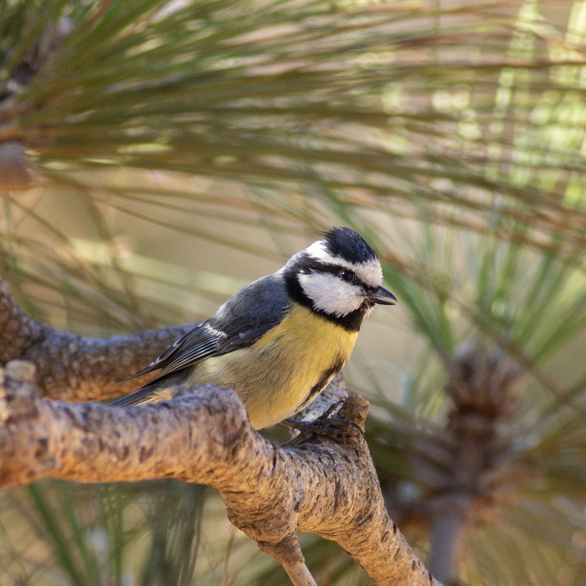 African Blue Tit - ML626777371