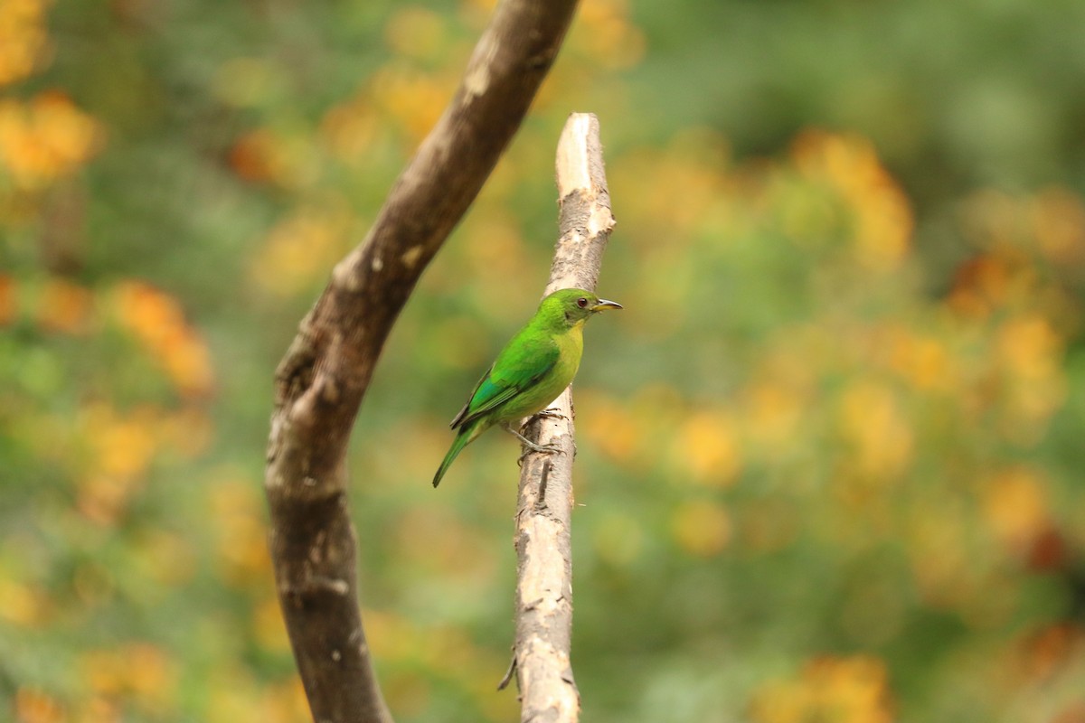 Green Honeycreeper - ML626777482