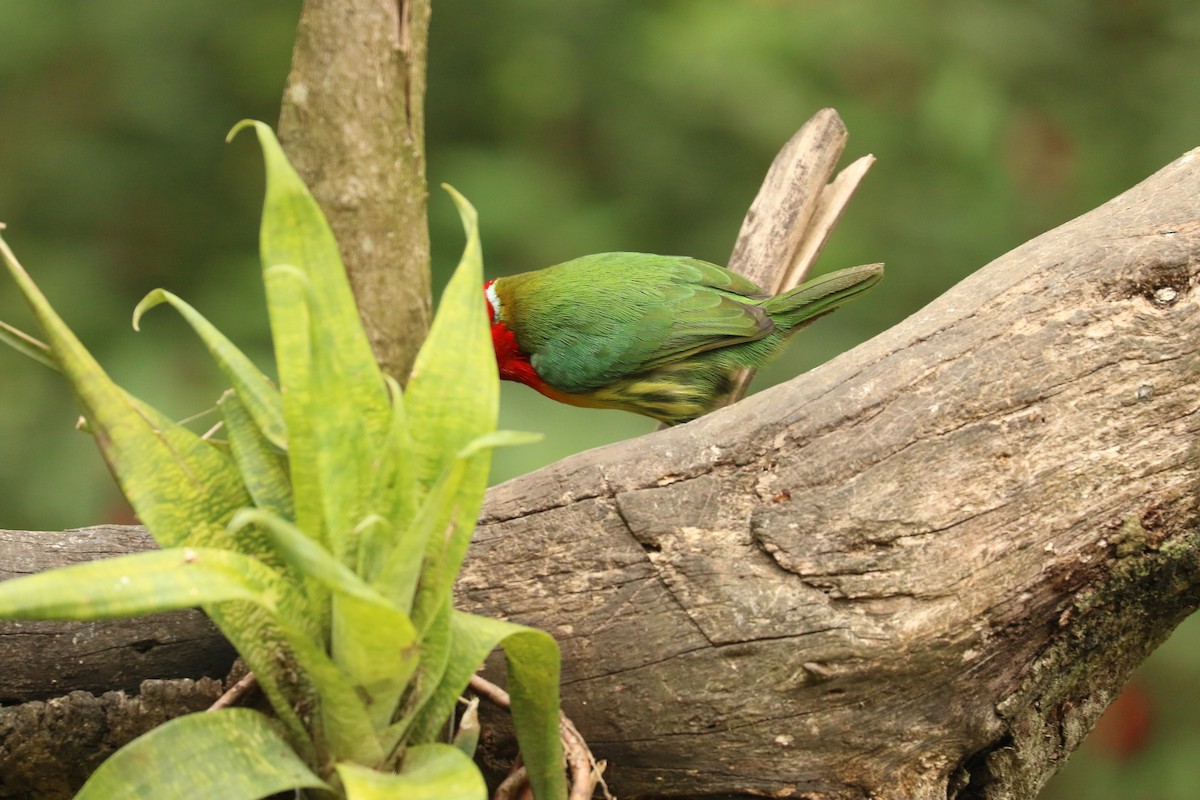 Red-headed Barbet - ML626777486