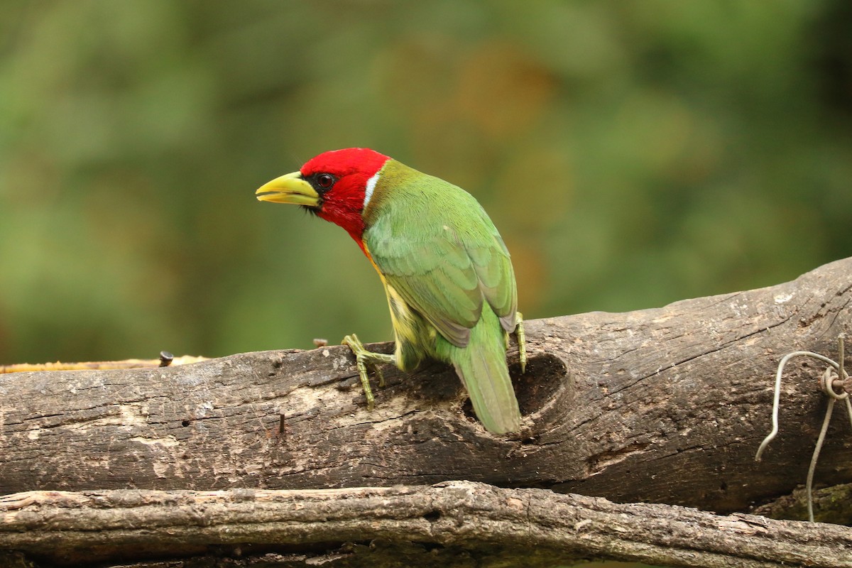Red-headed Barbet - ML626777487