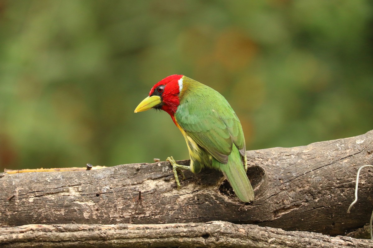 Red-headed Barbet - ML626777488
