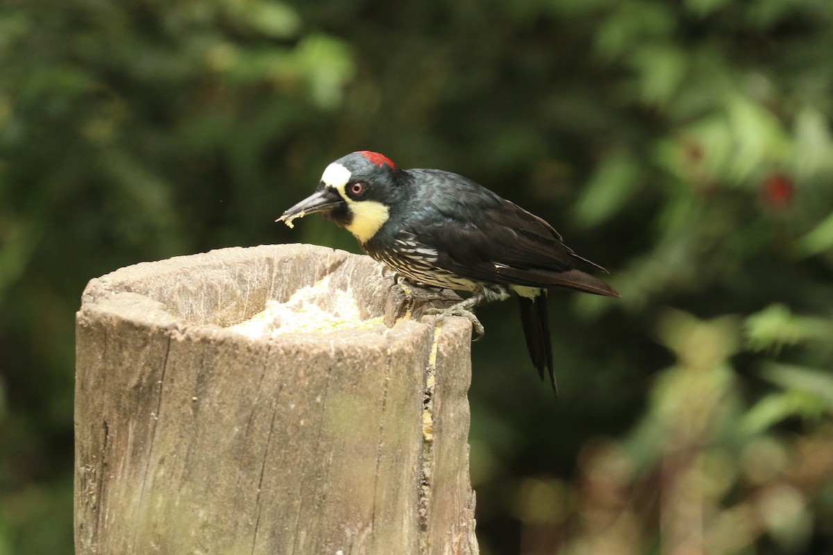 Acorn Woodpecker - ML626777499