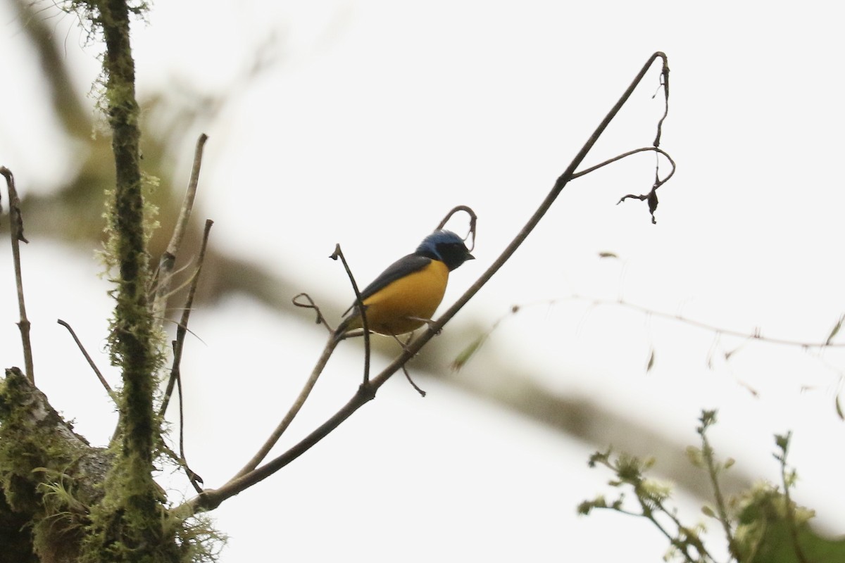 Golden-rumped Euphonia - ML626777504