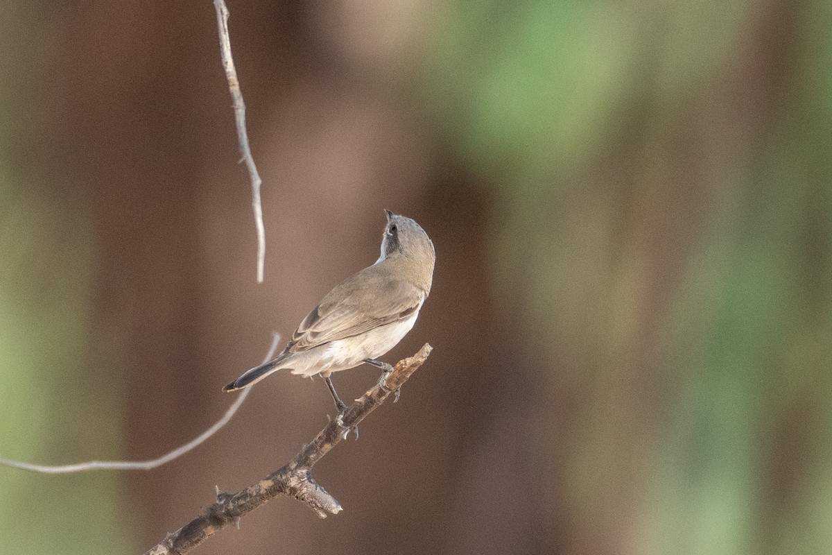 Lesser Whitethroat (halimodendri) - ML626777506