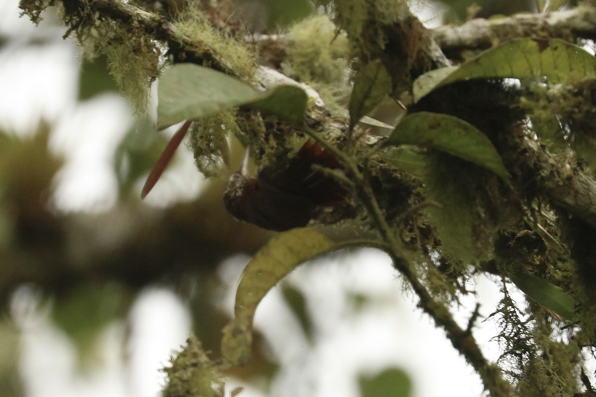 Montane Woodcreeper - ML626777508