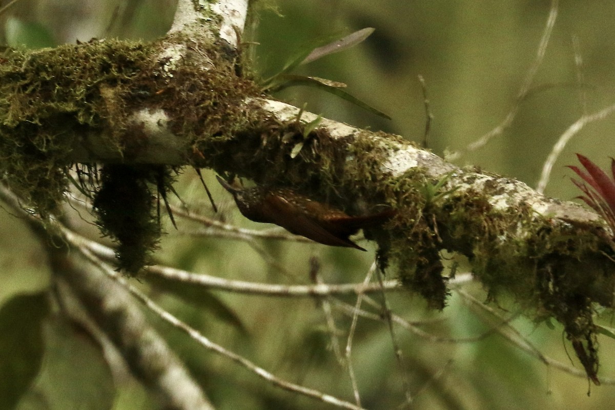 Montane Woodcreeper - ML626777509
