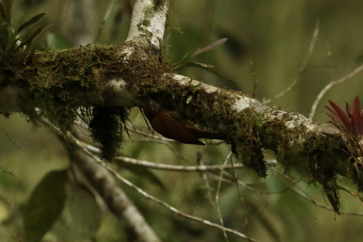 Montane Woodcreeper - ML626777510