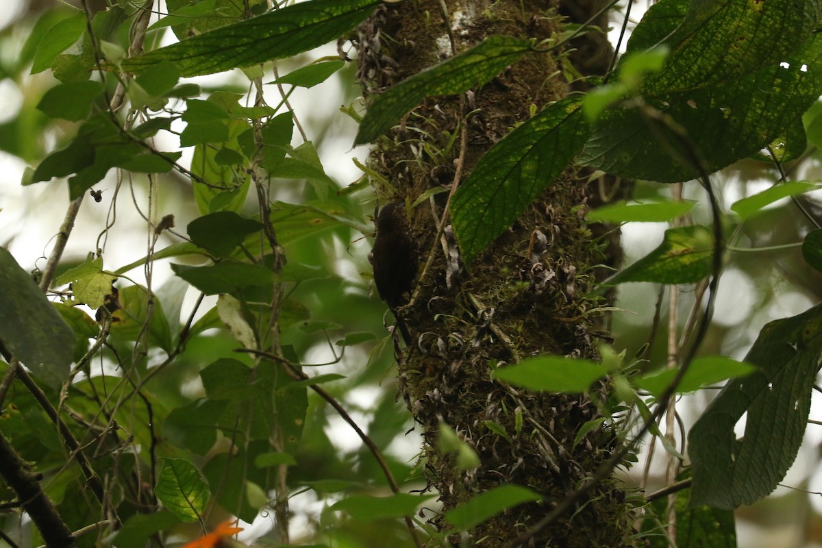 Spotted Barbtail - ML626777516