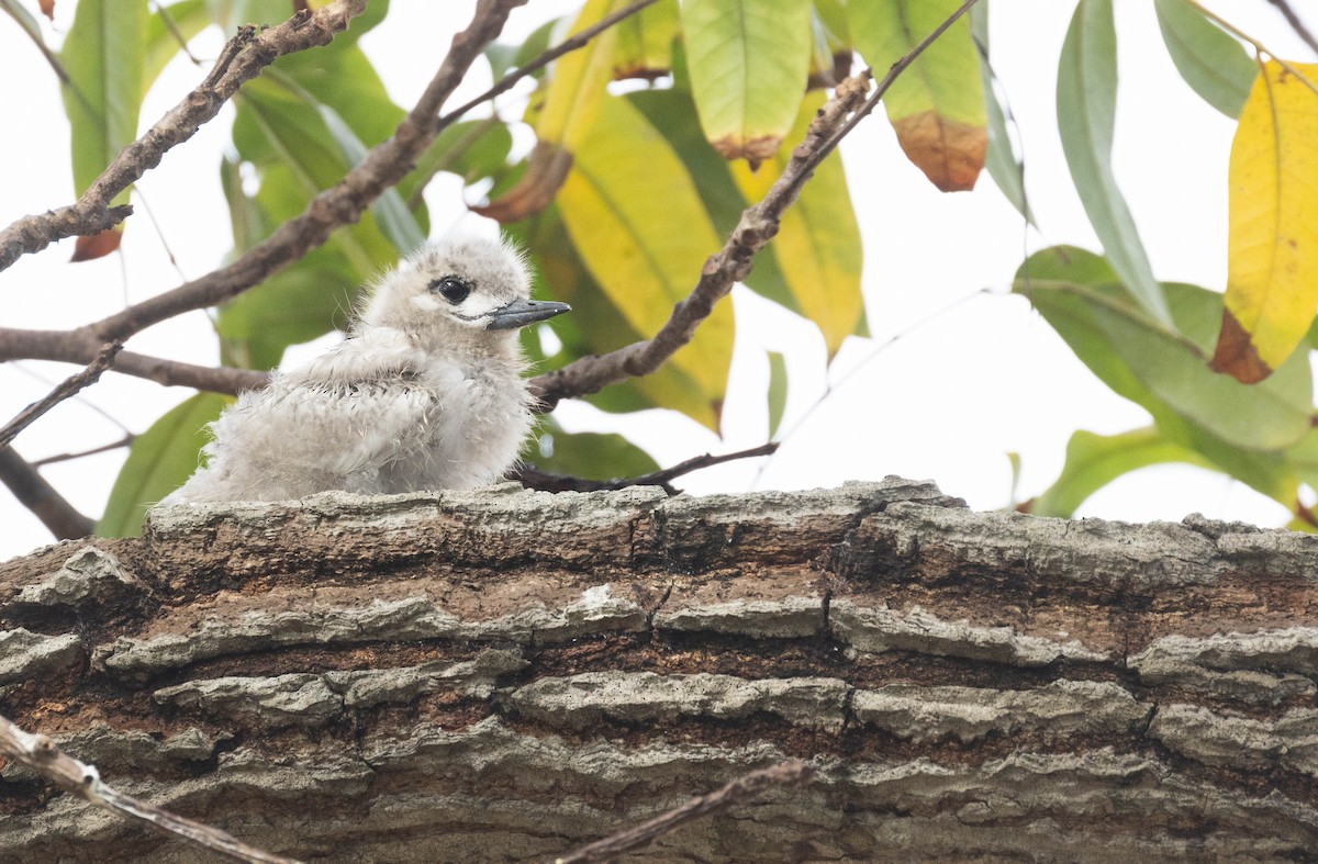 nody bělostný - ML626777536