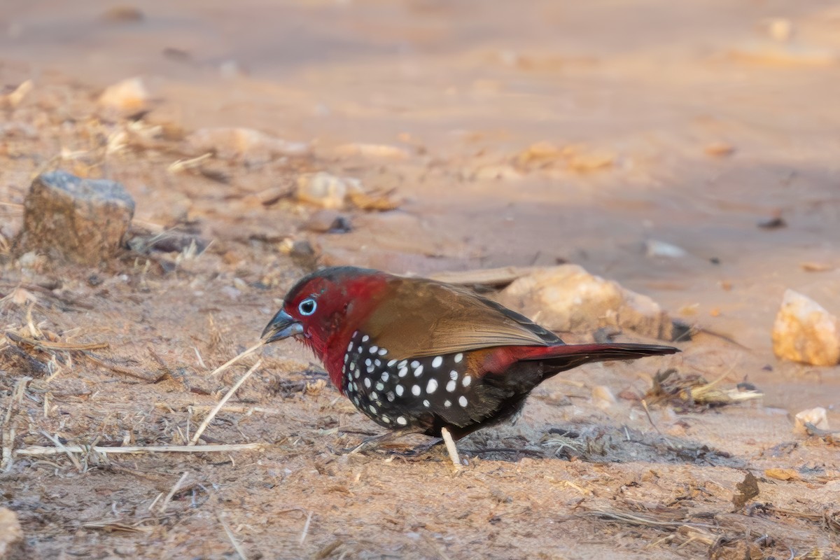 Red-throated Twinspot - ML626777593