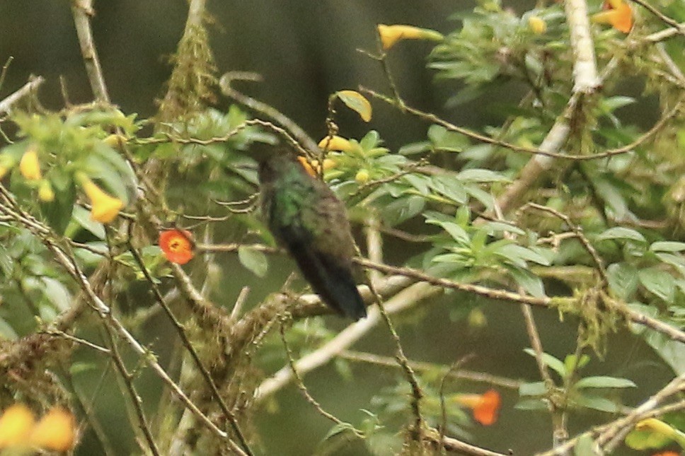 Steely-vented Hummingbird - ML626777735