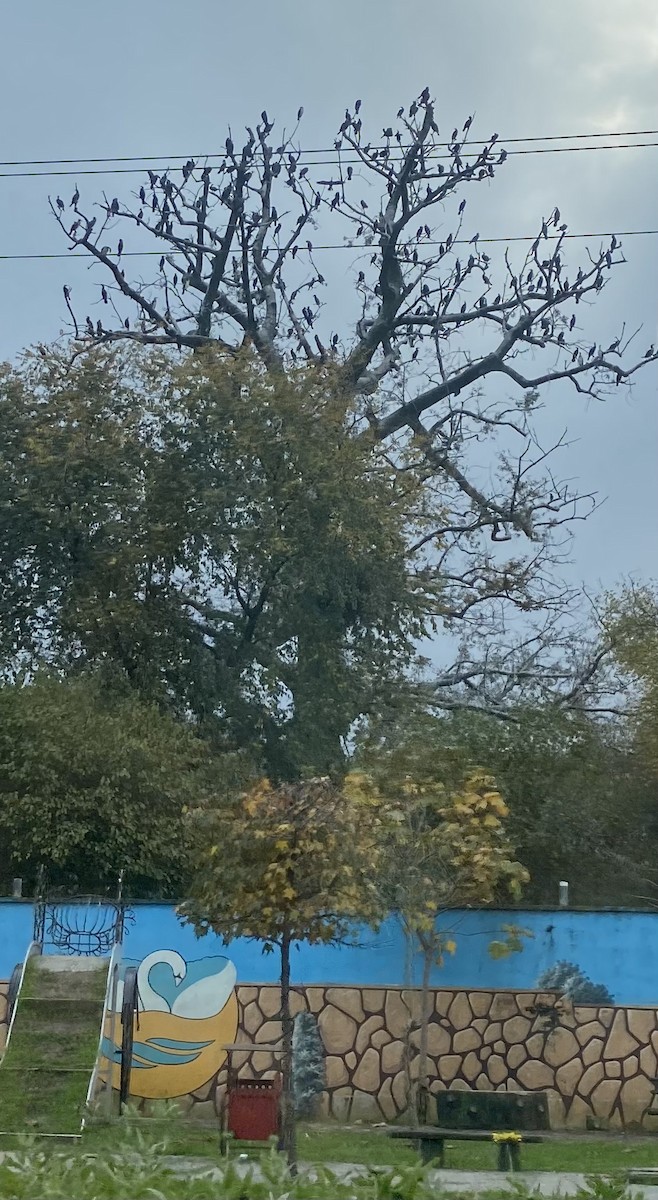 Pygmy Cormorant - ML626777792