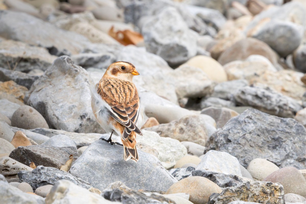 Snow Bunting - ML626777802