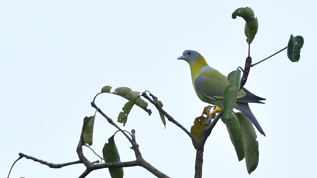 Yellow-footed Green-Pigeon - ML626777814