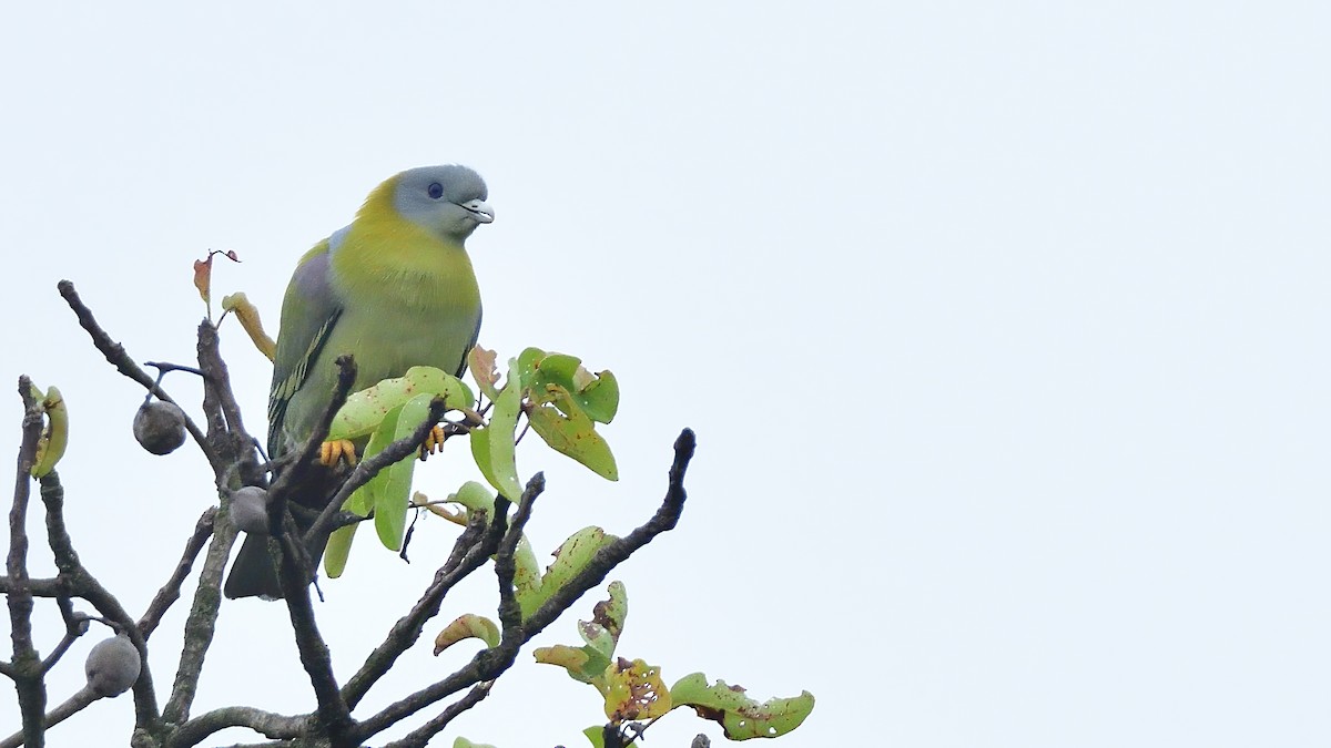 Yellow-footed Green-Pigeon - ML626777822