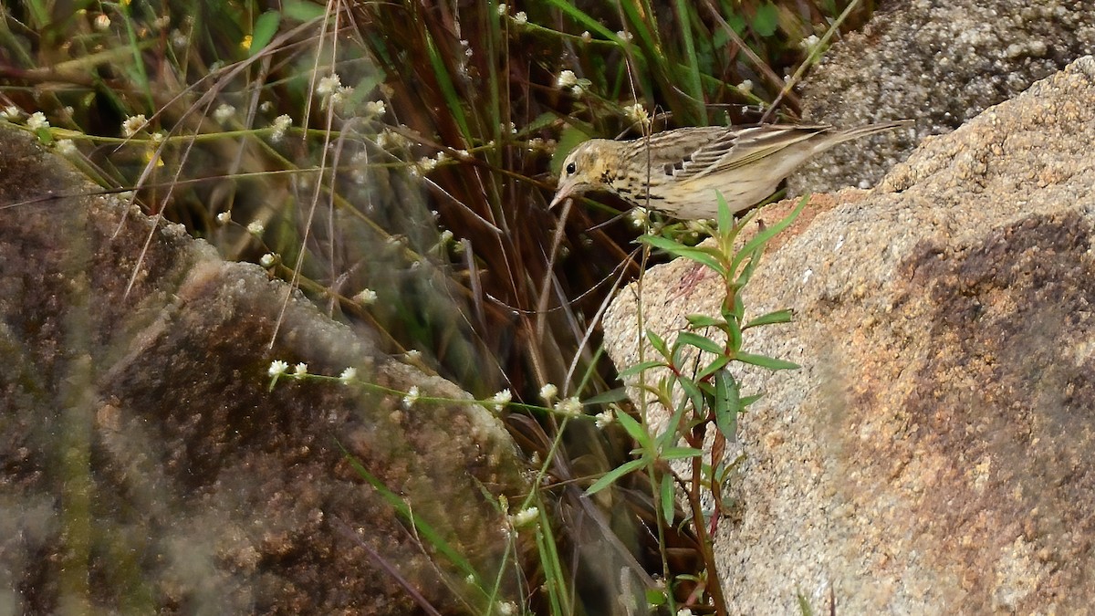 Blyth's Pipit - ML626777850