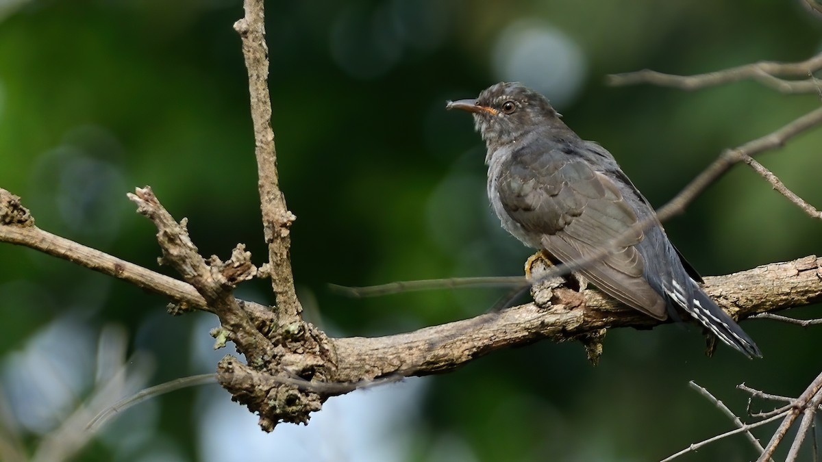 Gray-bellied Cuckoo - ML626777856