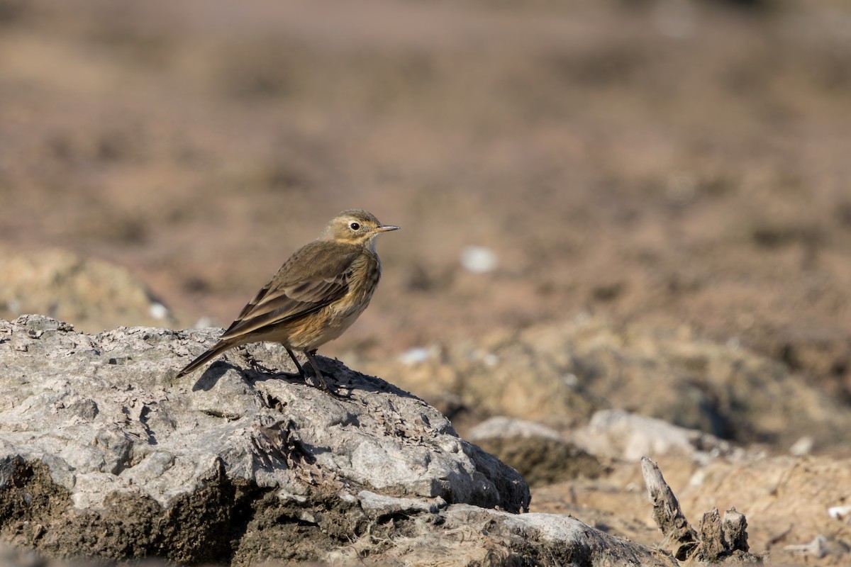 American Pipit - ML626777884