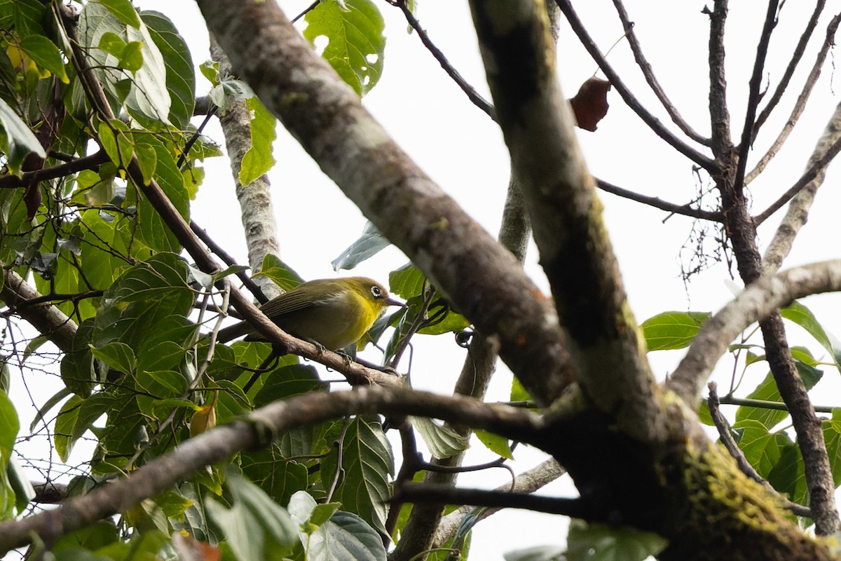 Fiji White-eye - ML626778147
