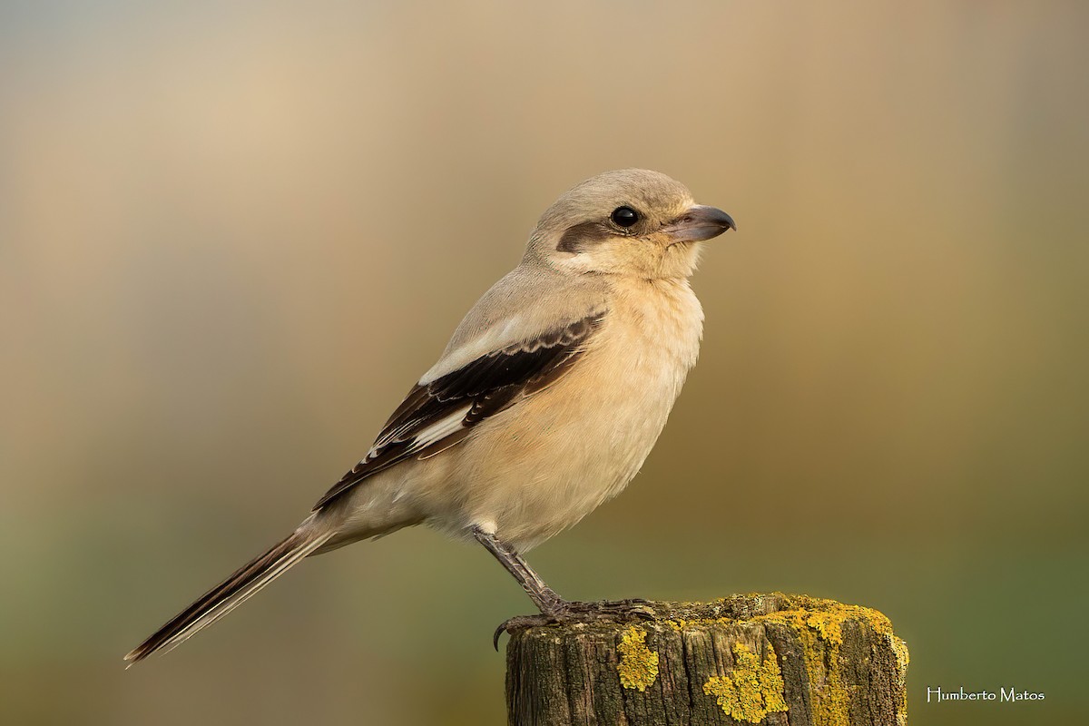 Great Gray Shrike (Steppe) - ML626778204