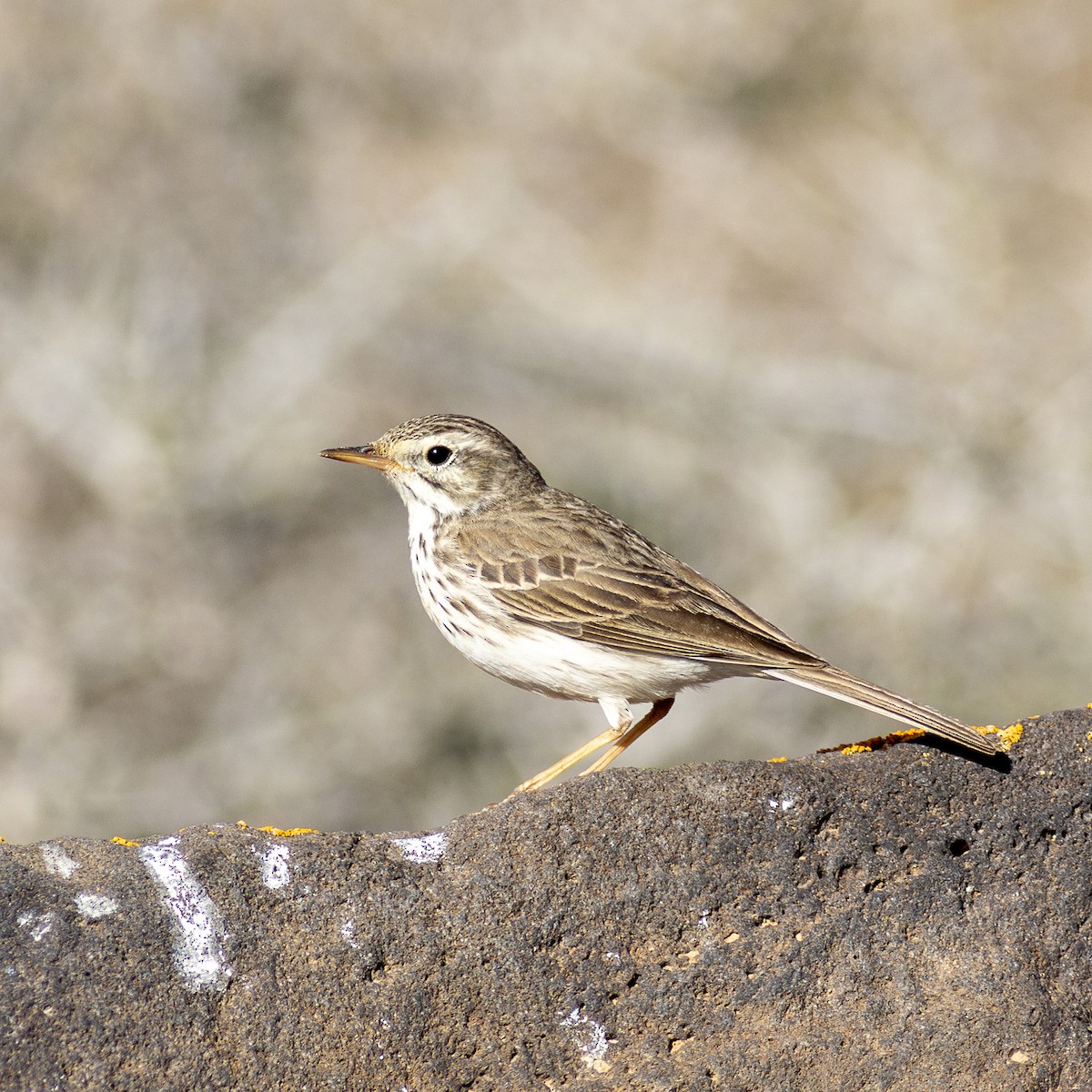 Berthelot's Pipit - ML626778229