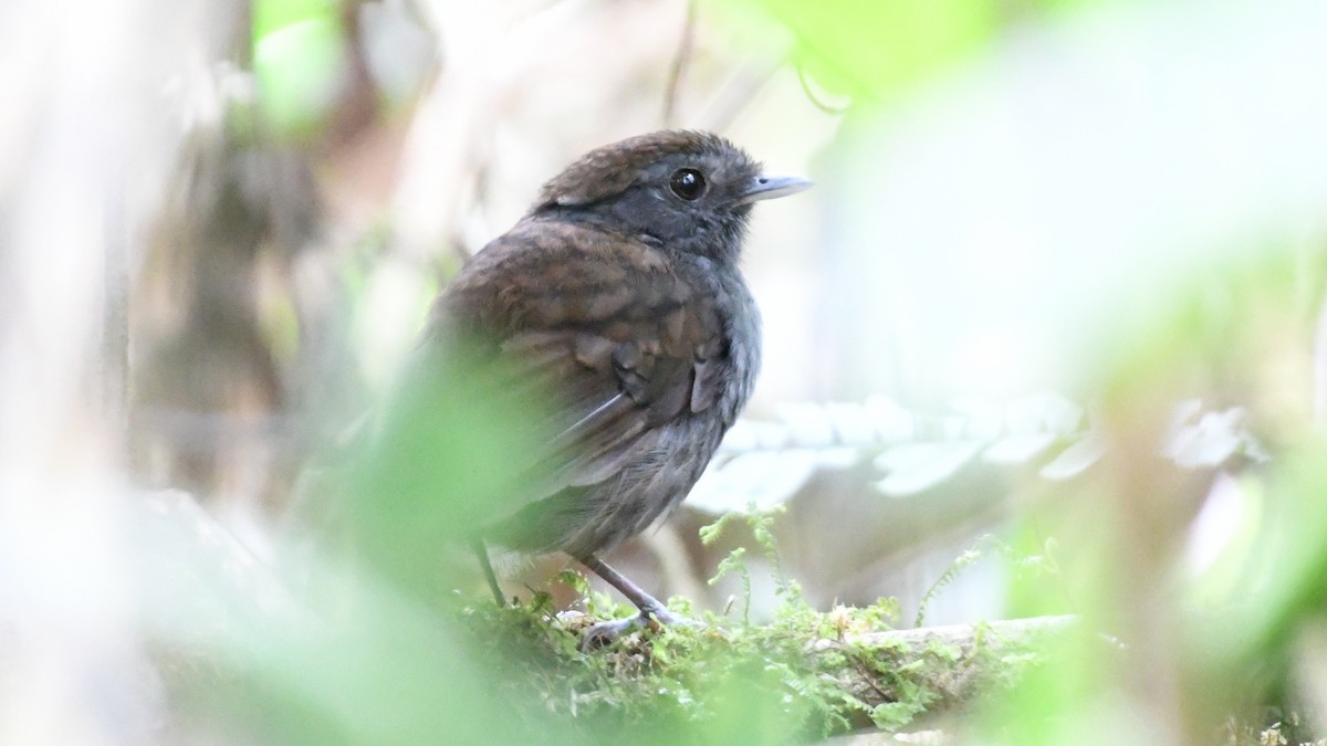 Slaty Gnateater - ML626778249