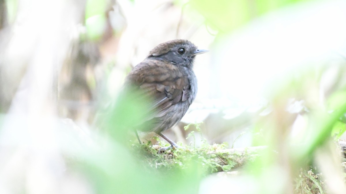 Slaty Gnateater - ML626778250